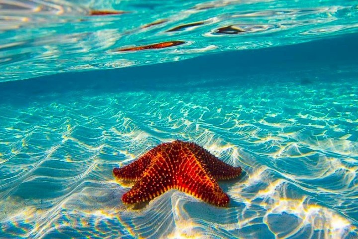 a starfish on the sand on a body of water